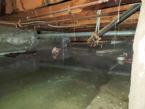 Best Water damage cleanup near me  in Freeport, TX